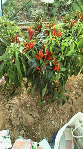 201011131028001.jpg