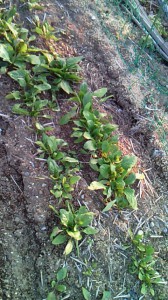 201012301541002.jpg
